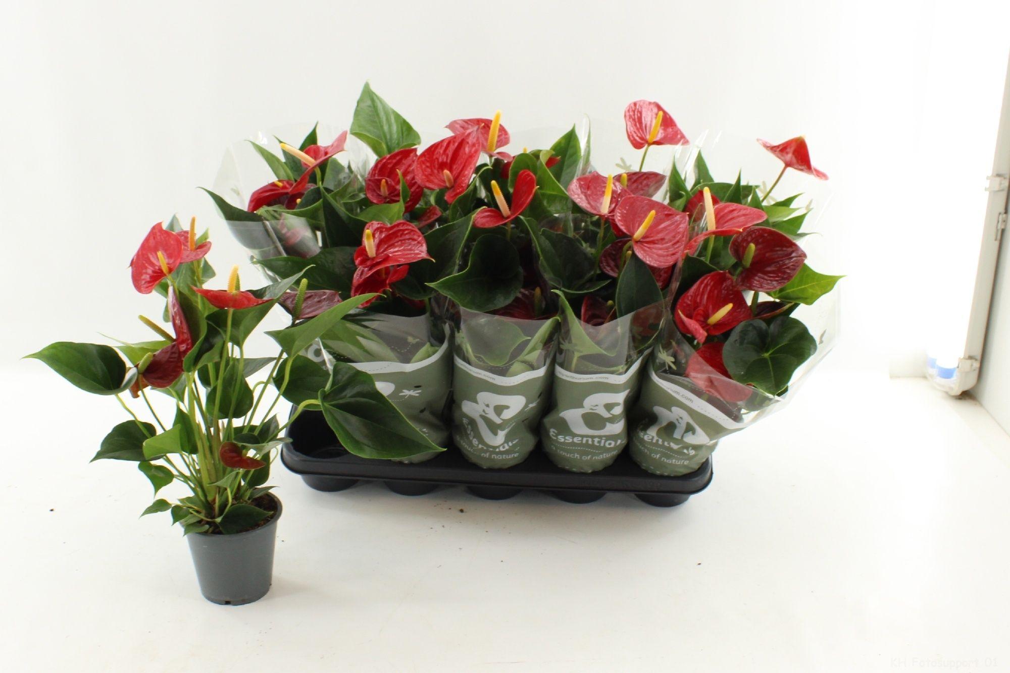 Горшечные цветы и растения оптом Anthu An Success Red от 10шт из Голландии с доставкой по России