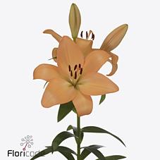 Срезанные цветы оптом Lilium la menton от 50шт из Голландии с доставкой по России