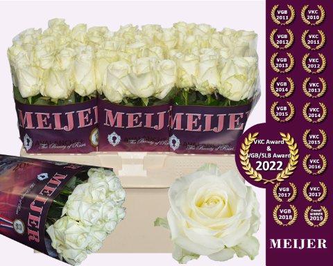 Срезанные цветы оптом Rosa large avalanche+ Meijer от 60шт из Голландии с доставкой по России