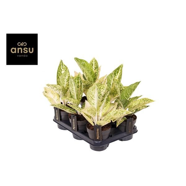 Горшечные цветы и растения оптом Aglaonema Polar Springtime от 6шт из Голландии с доставкой по России