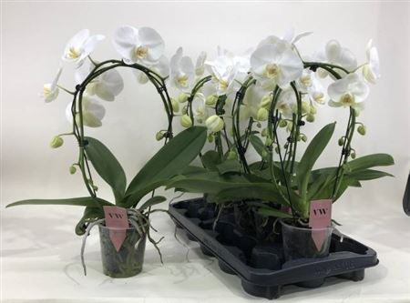 Горшечные цветы и растения оптом Phal An Glasgow Bow 2 Branches 16+ от 5шт из Голландии с доставкой по России