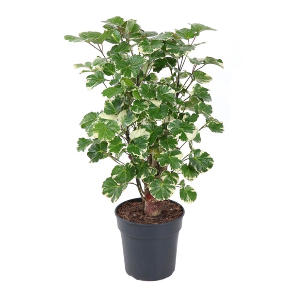 Горшечные цветы и растения оптом Polyscias Balfouriana Branched от 1шт из Голландии с доставкой по России