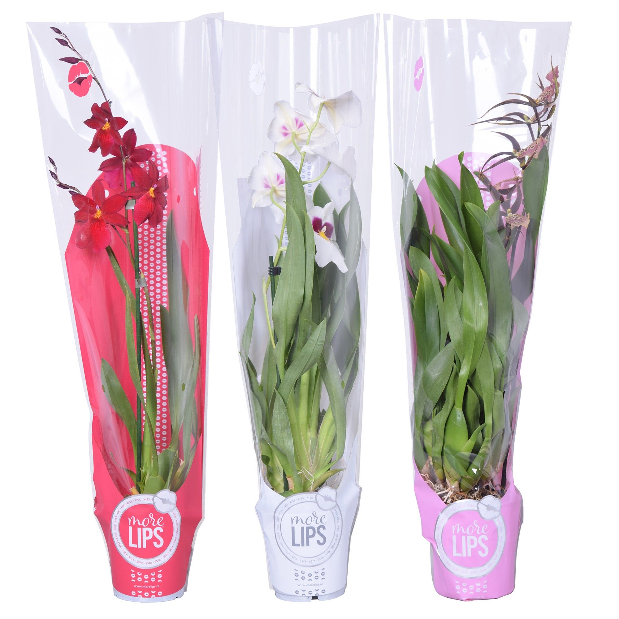 Горшечные цветы и растения оптом Orchid 3st Mix In Sleeve (morelips) от 6шт' из Голландии с доставкой по России