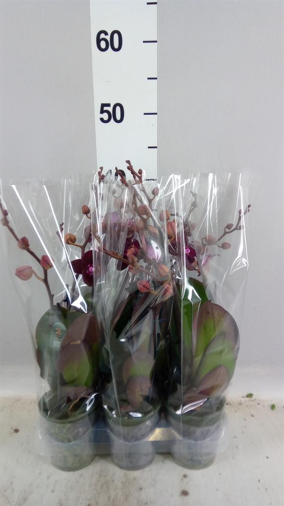 Горшечные цветы и растения оптом Phalaenopsis Multi. ant Cartagena от 6шт (для телеги) из Голландии с доставкой по России
