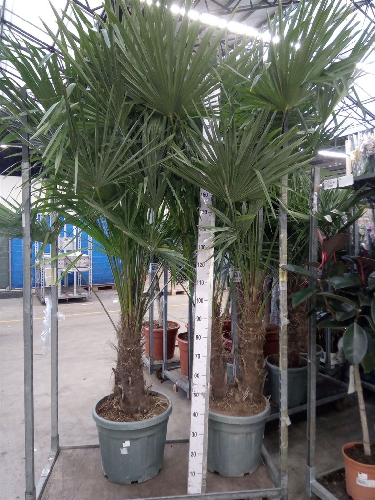 Горшечные цветы и растения оптом Trachycarpus Fortunei от 1шт из Голландии с доставкой по России