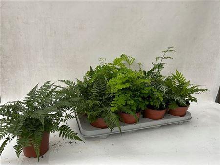 Горшечные цветы и растения оптом Varens Gem от 8шт из Голландии с доставкой по России