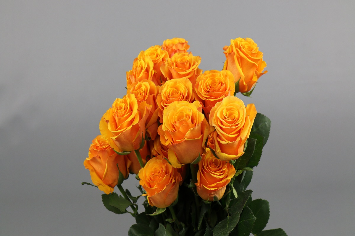 Срезанные цветы оптом Rosa ec tycoon от 125шт из Голландии с доставкой по России