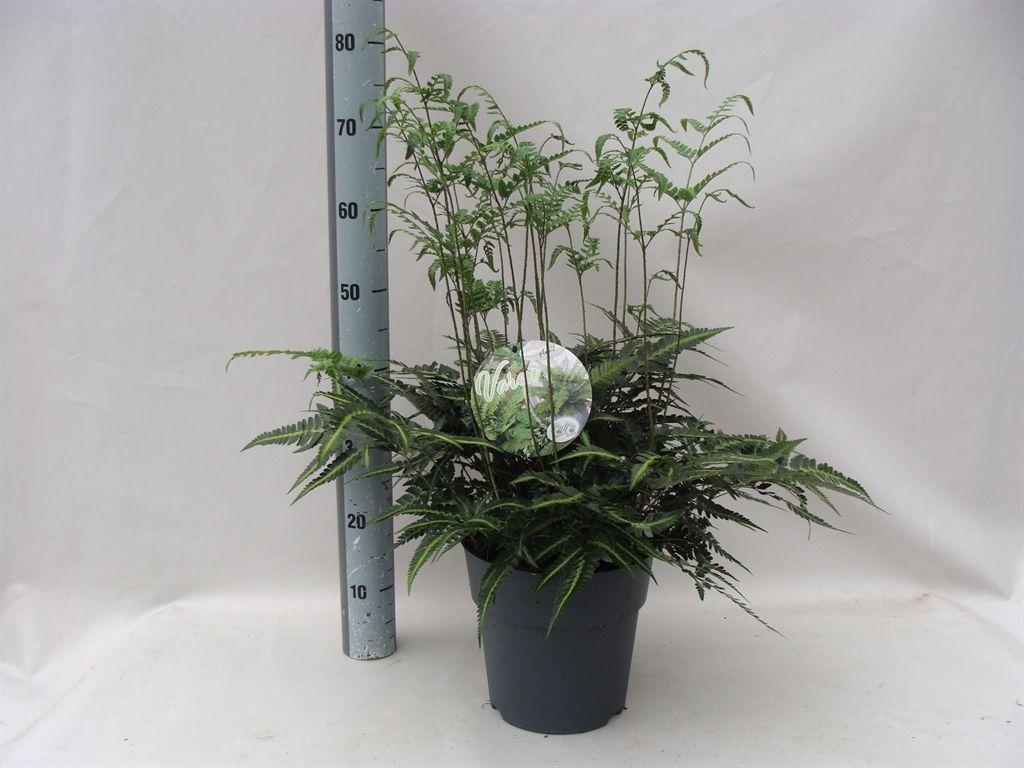 Горшечные цветы и растения оптом Asplenium от 1шт из Голландии с доставкой по России