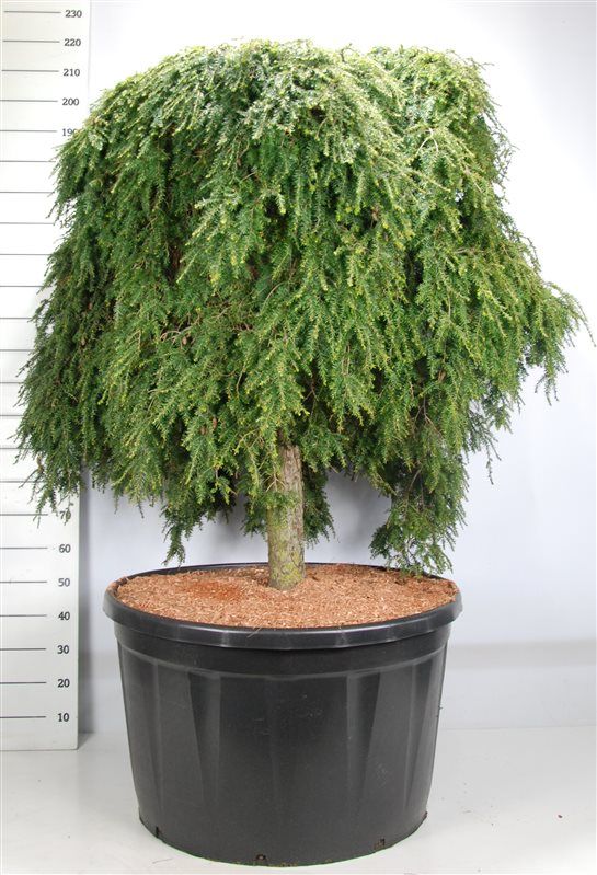 Горшечные цветы и растения оптом Tsuga Can Cole Prostrate от 1шт из Голландии с доставкой по России