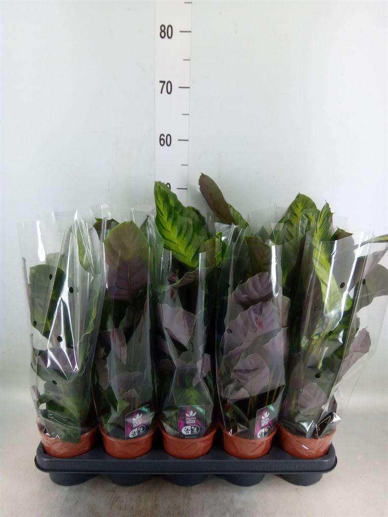 Горшечные цветы и растения оптом Calathea   ... от 10шт из Голландии с доставкой по России