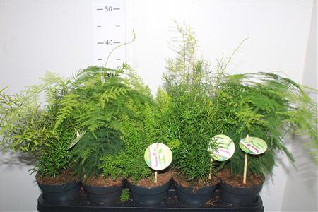 Горшечные цветы и растения оптом Aspar Gem от 10шт из Голландии с доставкой по России