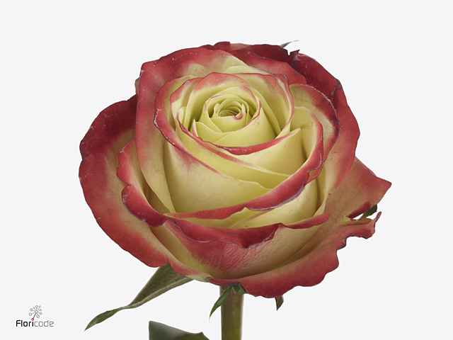 Срезанные цветы оптом Rosa la eagle eye+ от 60шт из Голландии с доставкой по России