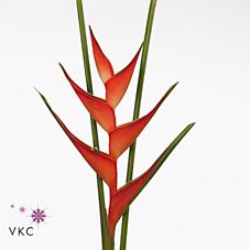 Срезанные цветы оптом Heliconia stricta tropical от 12шт из Голландии с доставкой по России