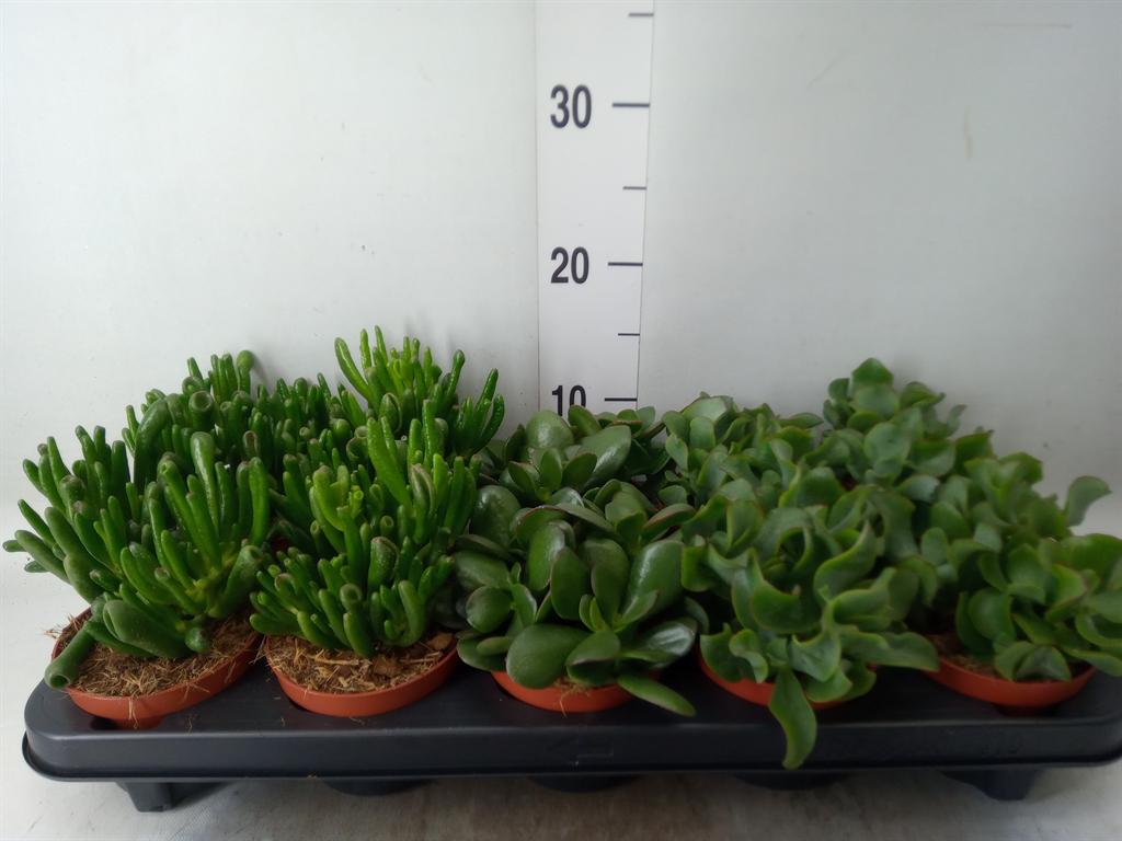 Горшечные цветы и растения оптом Crassula   ...mix от 10шт из Голландии с доставкой по России