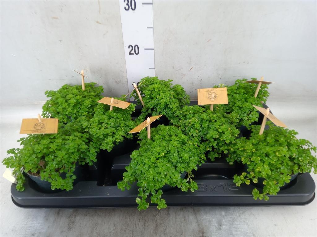 Горшечные цветы и растения оптом Pilea Depressa от 8шт из Голландии с доставкой по России