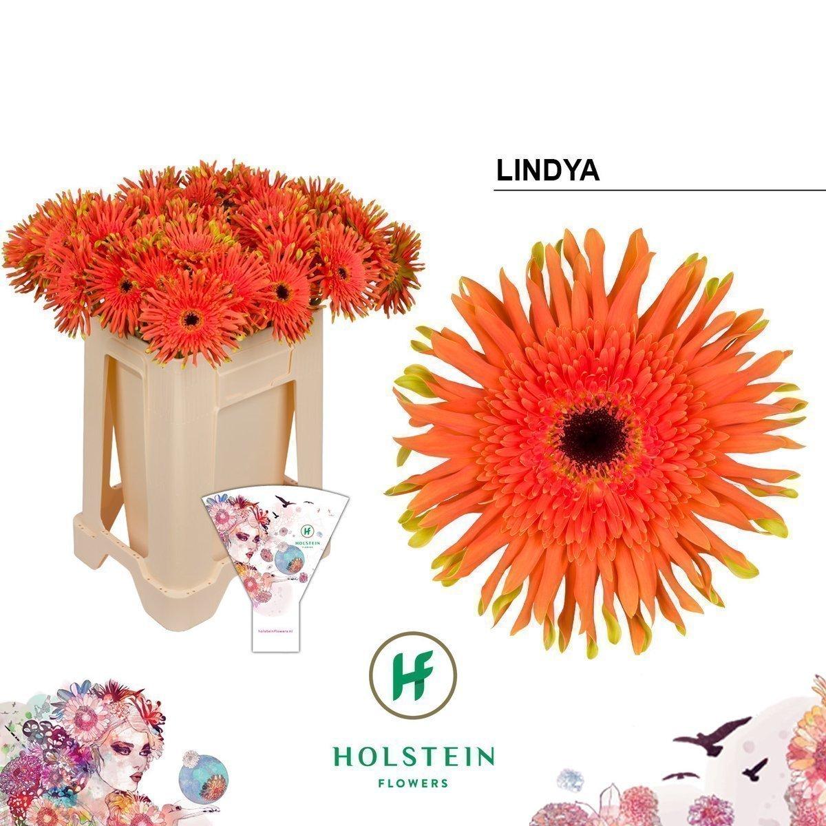 Срезанные цветы оптом Gerbera gerpasta lindya от 40шт из Голландии с доставкой по России