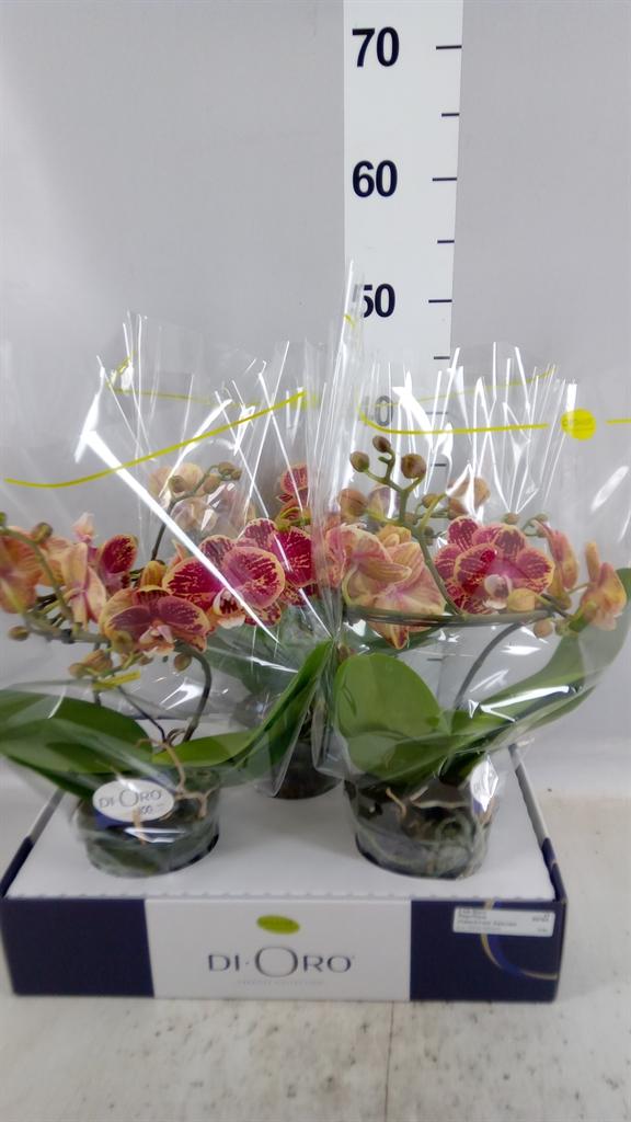 Горшечные цветы и растения оптом Phalaenopsis ... от 3шт из Голландии с доставкой по России