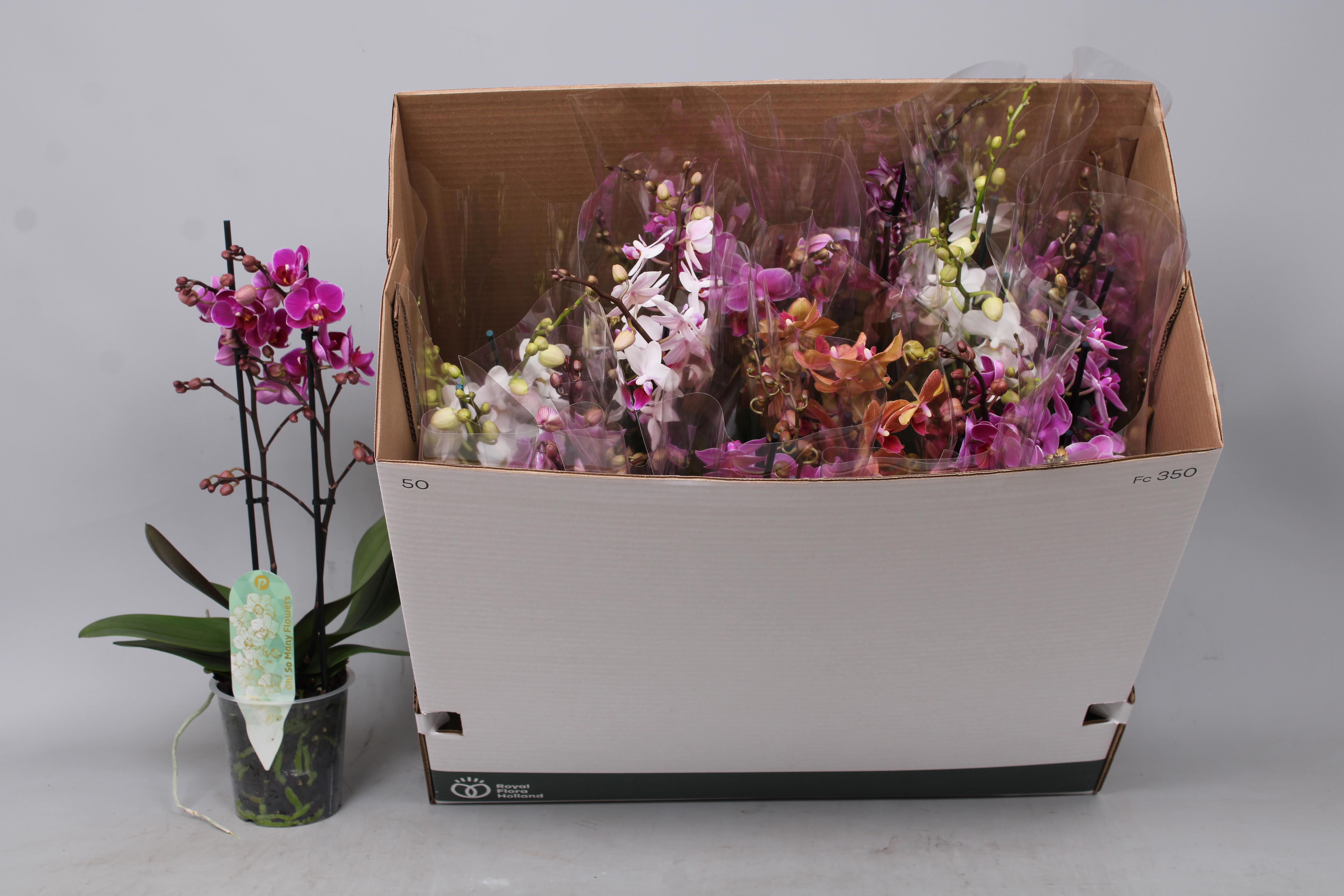 Горшечные цветы и растения оптом Phal Mf Gem 8 Kl от 12шт из Голландии с доставкой по России