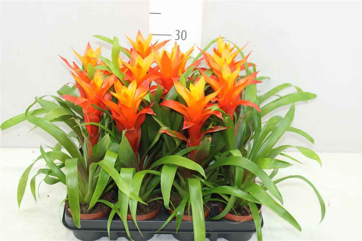 Горшечные цветы и растения оптом Guzmania Variada от 12шт из Голландии с доставкой по России