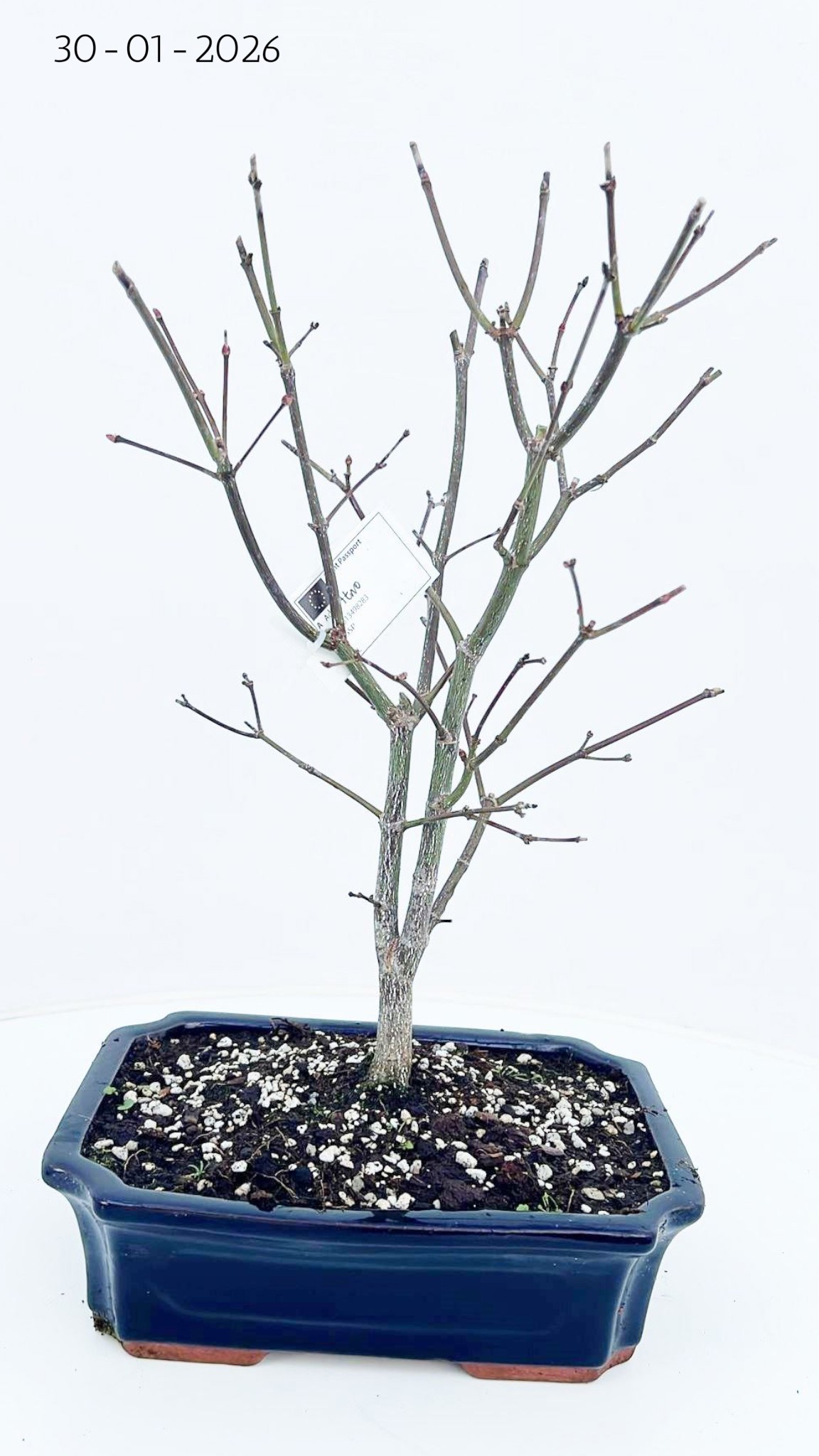 Горшечные цветы и растения оптом Acer Palmatum seiryu, Pot 25cm. от 3шт из Голландии с доставкой по России