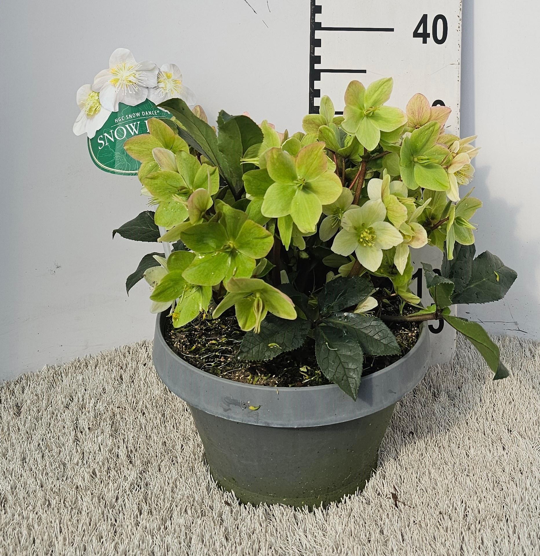 Горшечные цветы и растения оптом Hell B Hgc Snow Dan от 1шт из Голландии с доставкой по России