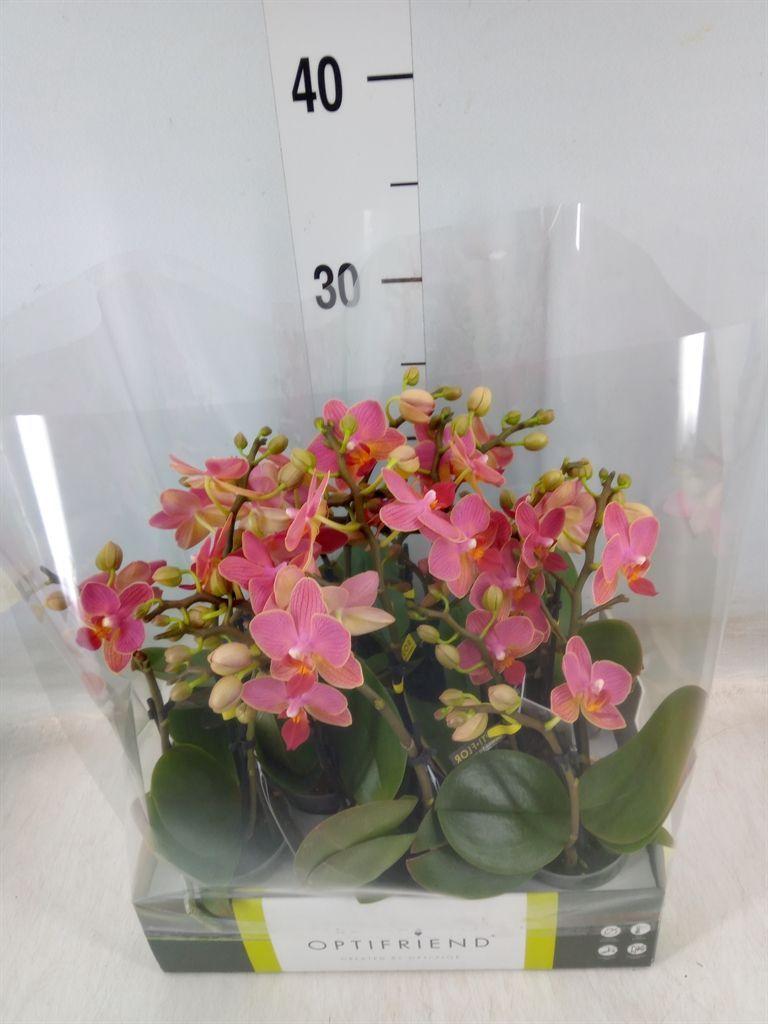 Горшечные цветы и растения оптом Phalaenopsis Multi.   ...orange от 8шт (для телеги) из Голландии с доставкой по России