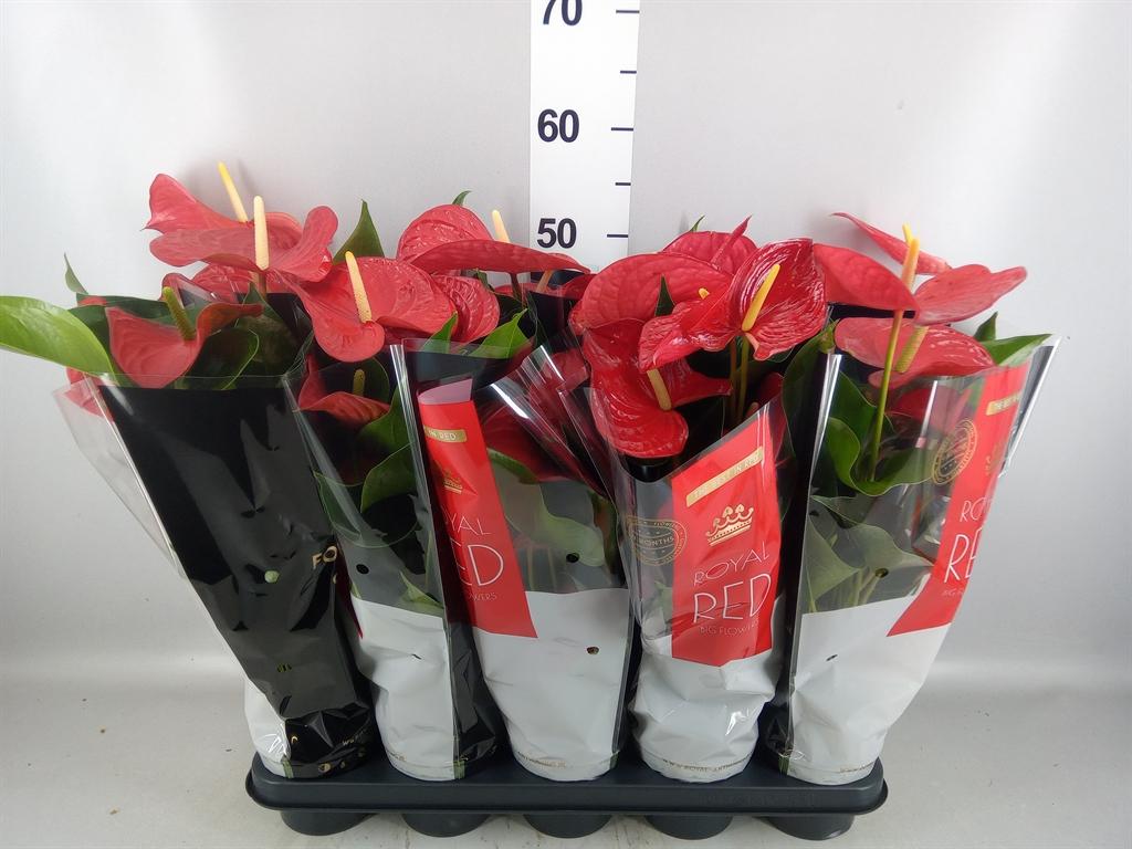 Горшечные цветы и растения оптом Anthurium Andr. querida от 10шт из Голландии с доставкой по России