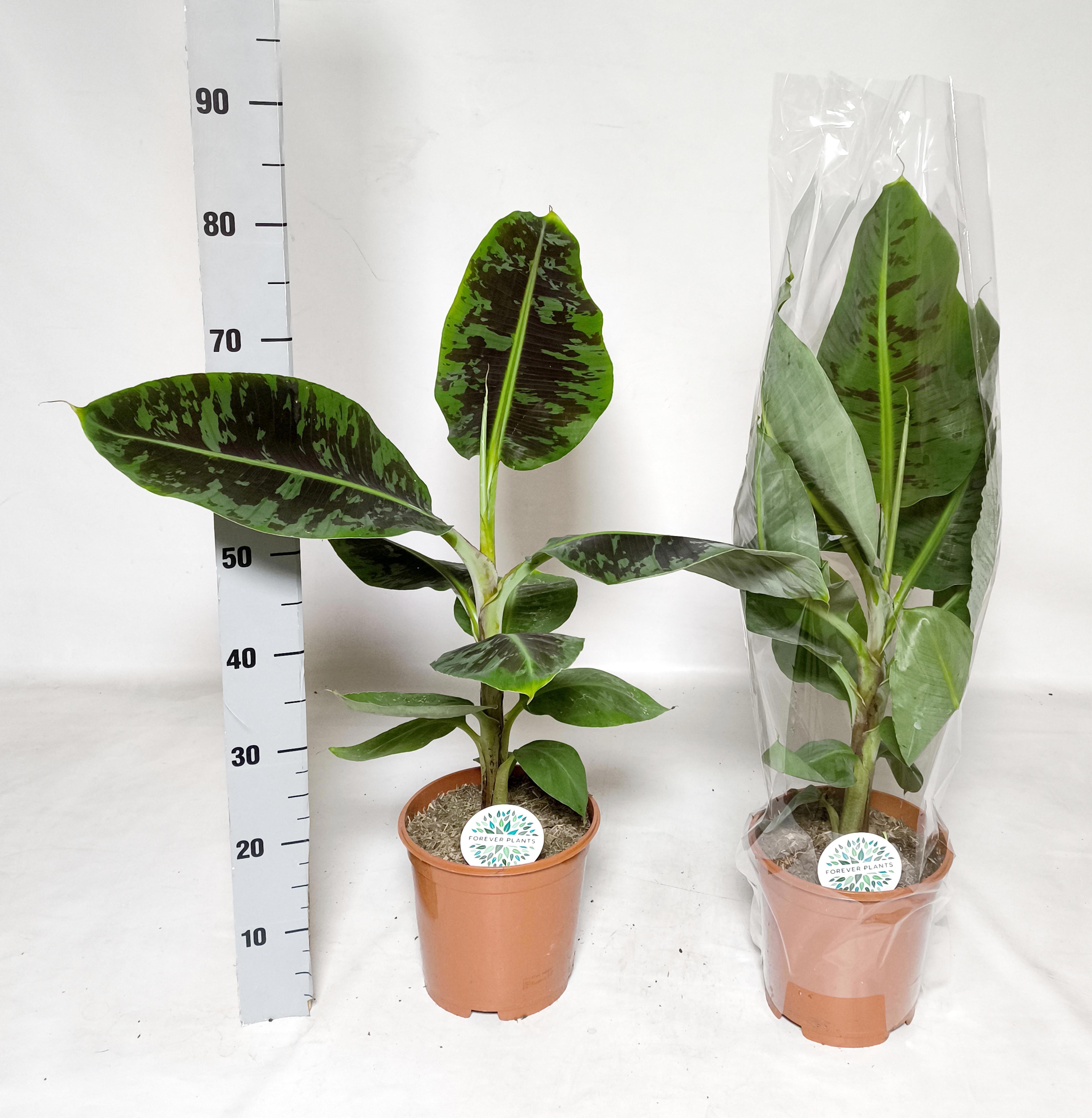 Горшечные цветы и растения оптом Musa Dwarf Cavendish от 1шт из Голландии с доставкой по России