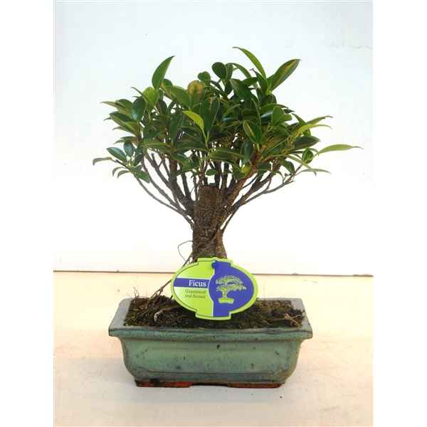 Горшечные цветы и растения оптом Bonsai Ficus Retusa, 20cm., Broom, Without Drip Tr от 6шт из Голландии с доставкой по России