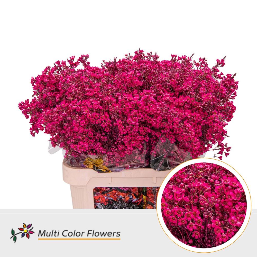 Срезанные цветы оптом Chamelaucium paint fuchsia от 75шт из Голландии с доставкой по России