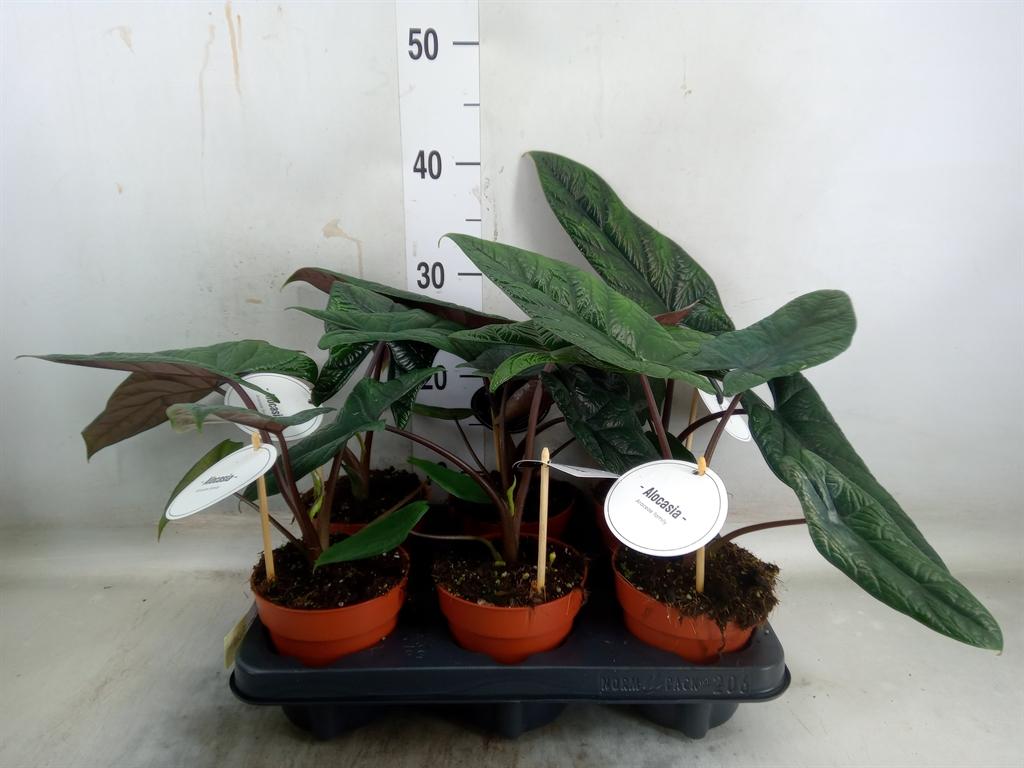 Горшечные цветы и растения оптом Alocasia Scalprum от 6шт (для телеги) из Голландии с доставкой по России