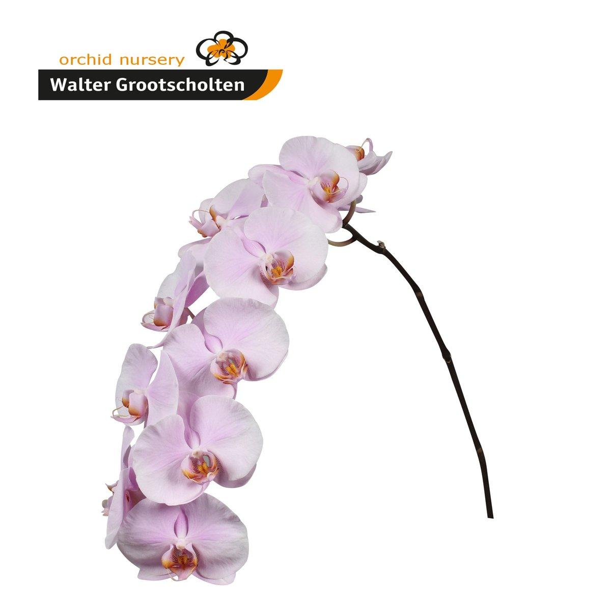 Срезанные цветы оптом Phalaenopsis tikal (per stem) от 6шт из Голландии с доставкой по России