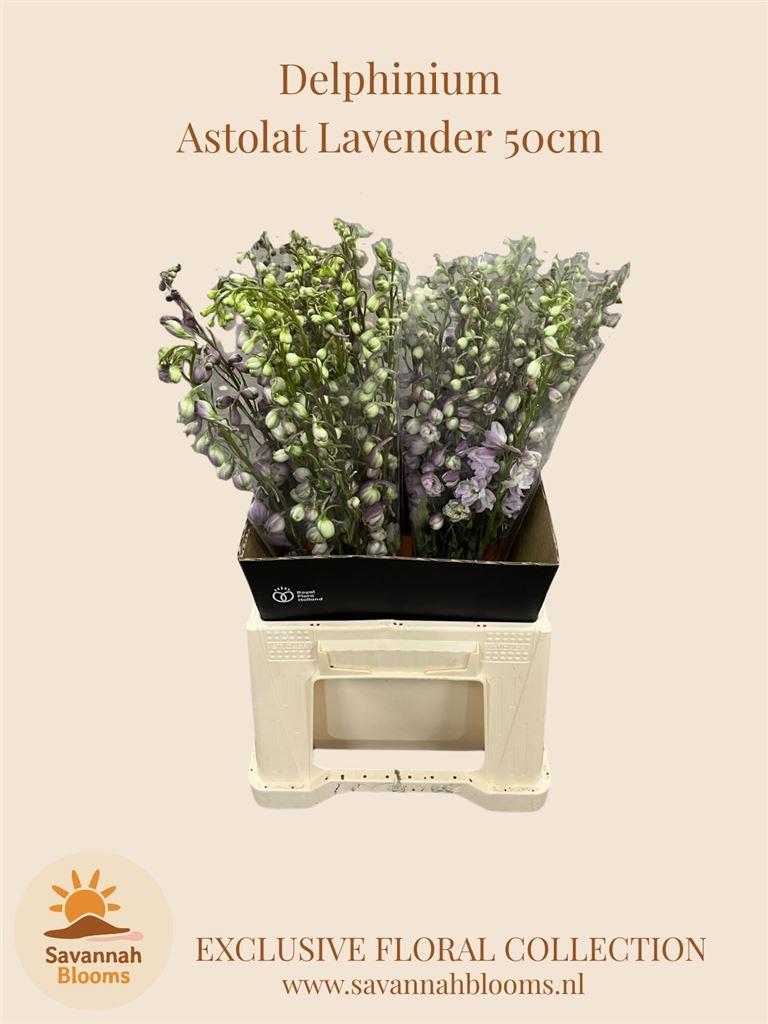 Срезанные цветы оптом Delphinium el magic fountains lavender от 30шт из Голландии с доставкой по России