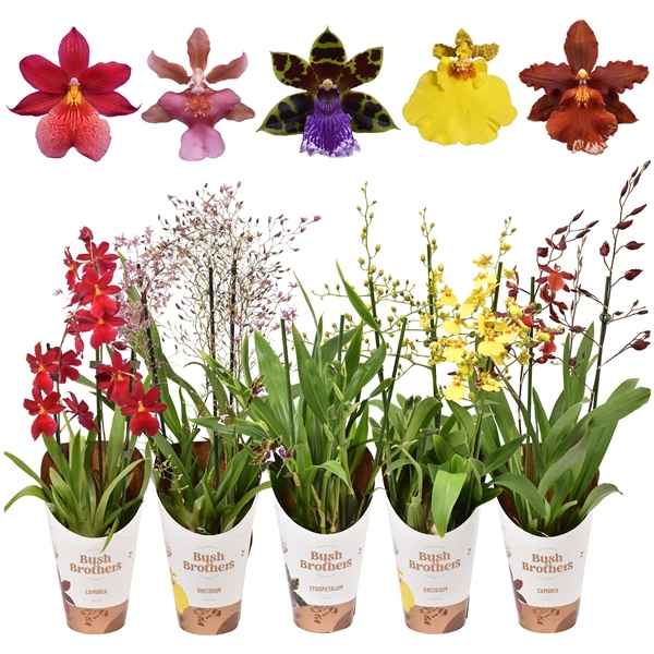 Горшечные цветы и растения оптом Orchid 3st Mix от 6шт из Голландии с доставкой по России