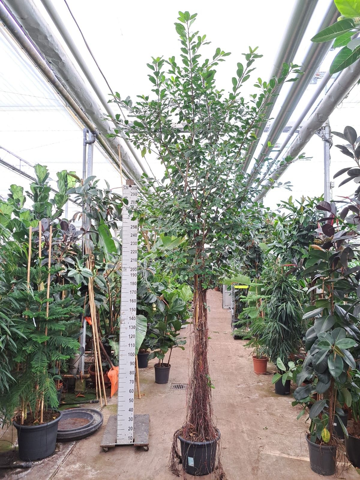 Горшечные цветы и растения оптом Ficus Natalensis Lynn Multistam от 1шт из Голландии с доставкой по России