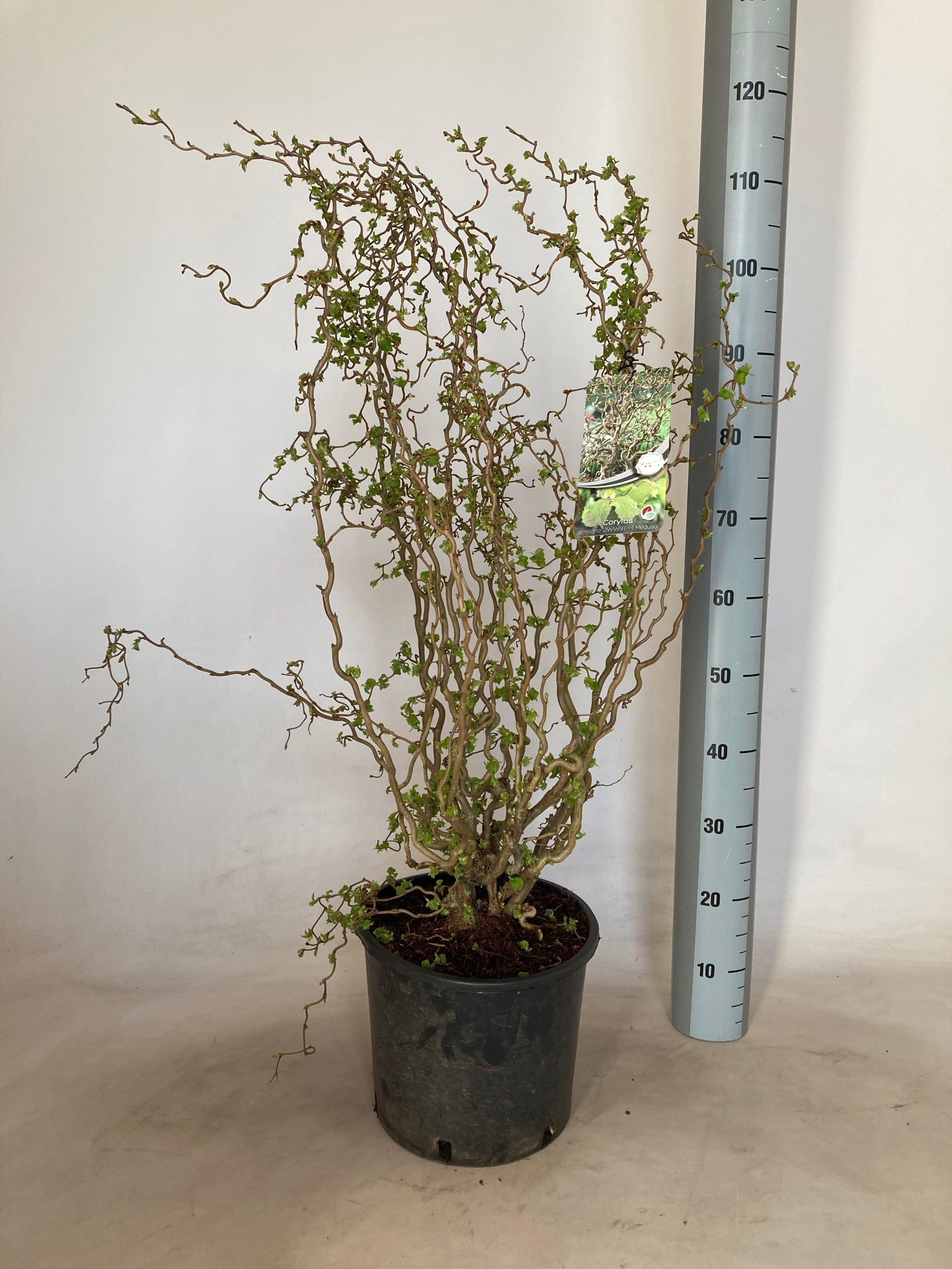 Горшечные цветы и растения оптом Corylus Ov от 1шт из Голландии с доставкой по России