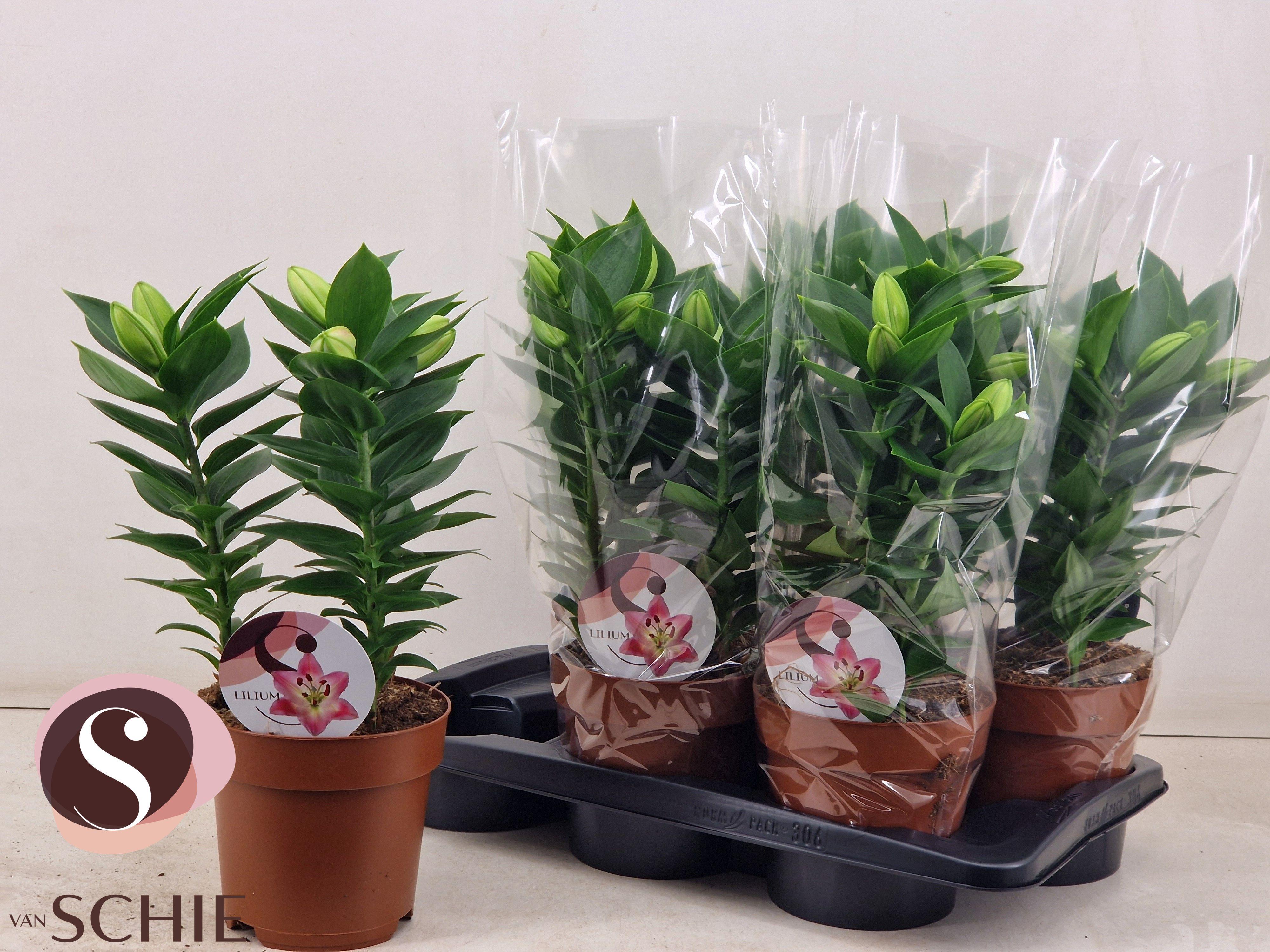 Горшечные цветы и растения оптом Lil Or Souvenir от 6шт из Голландии с доставкой по России