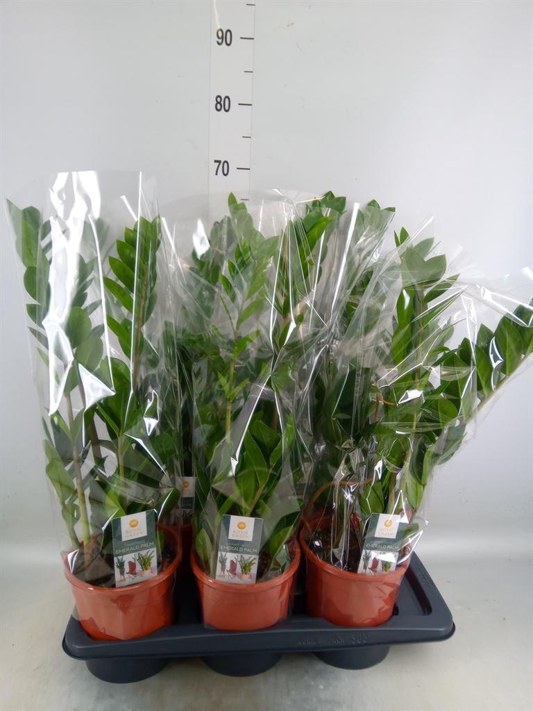 Горшечные цветы и растения оптом Zamioculcas Zamiifolia от 6шт' из Голландии с доставкой по России