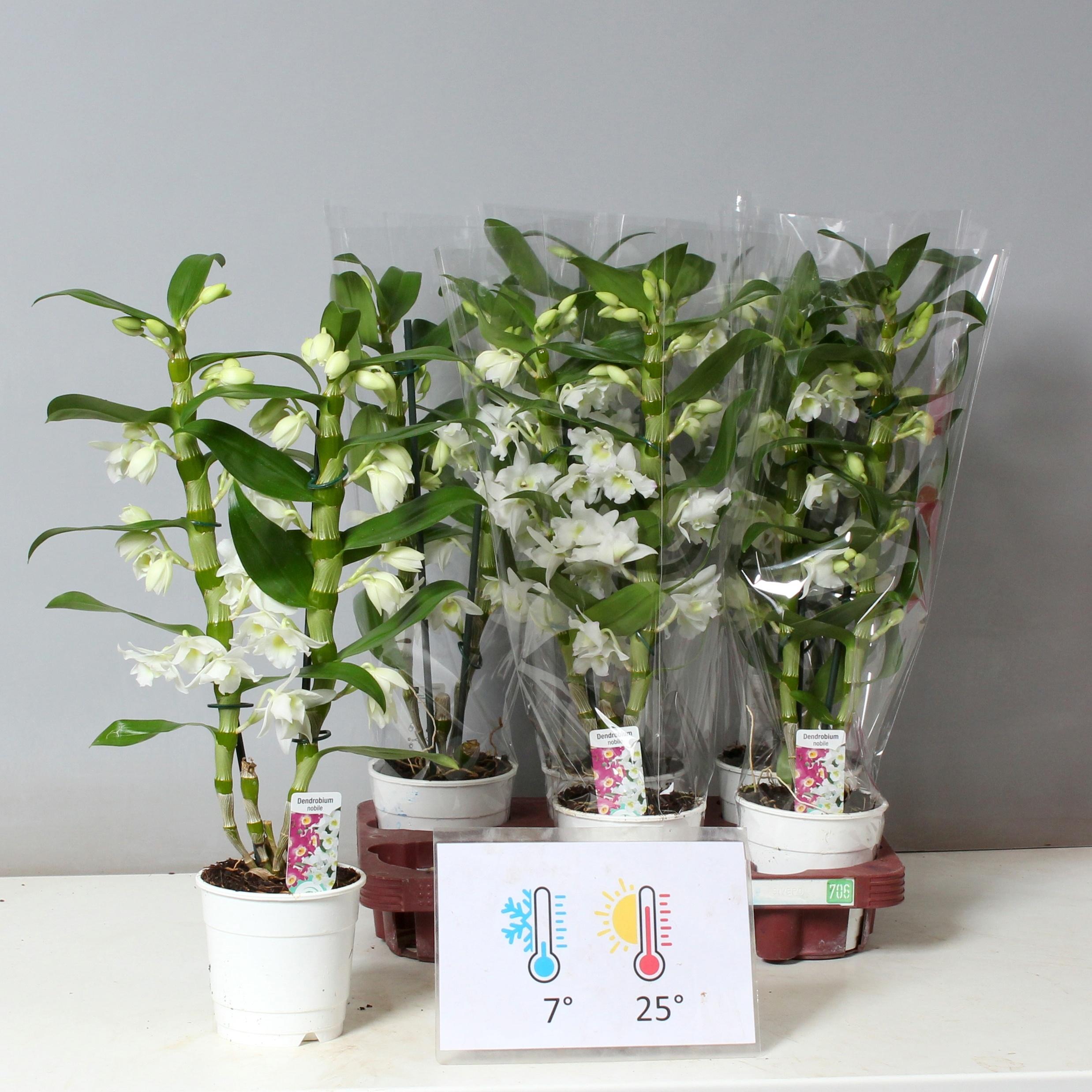 Горшечные цветы и растения оптом Dendr N Sc Apollon от 6шт из Голландии с доставкой по России