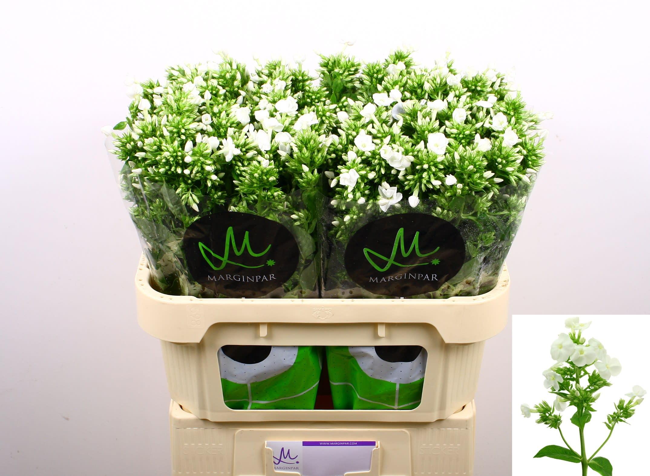 Срезанные цветы оптом Phlox icecap от 100шт из Голландии с доставкой по России