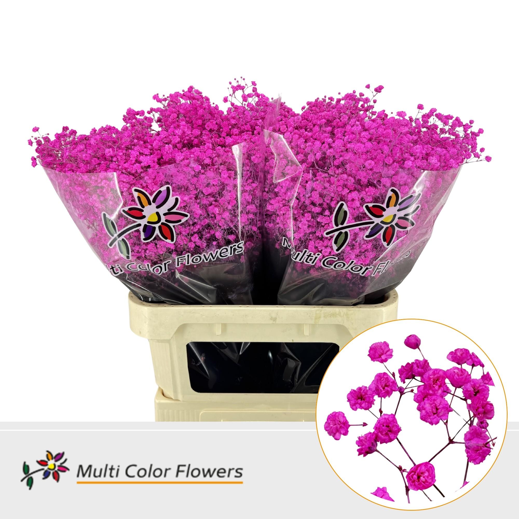 Срезанные цветы оптом Gyps large paint hot pink от 50шт из Голландии с доставкой по России