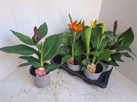Горшечные цветы и растения оптом Canna Cannova Mix 17 Cm от 6шт из Голландии с доставкой по России