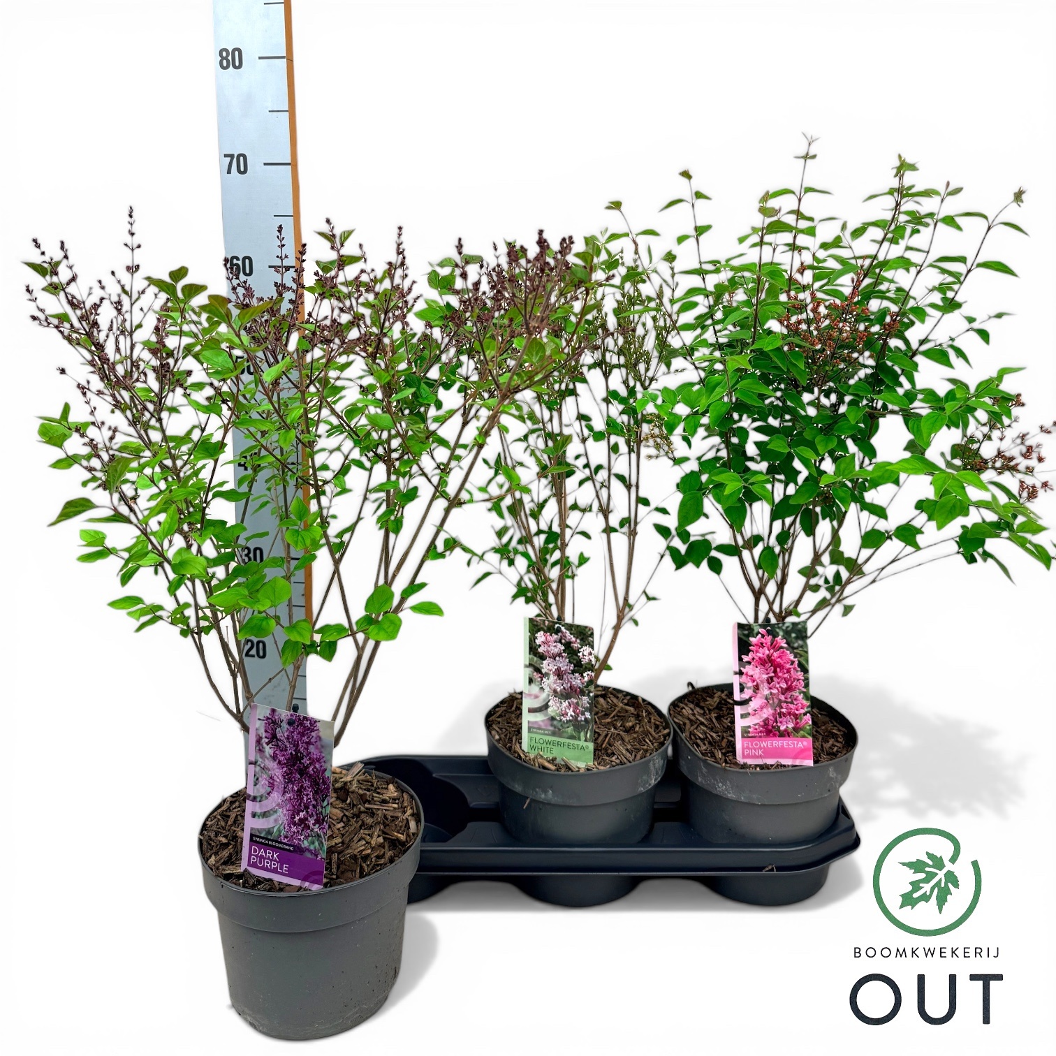 Горшечные цветы и растения оптом Syri Ov от 3шт из Голландии с доставкой по России