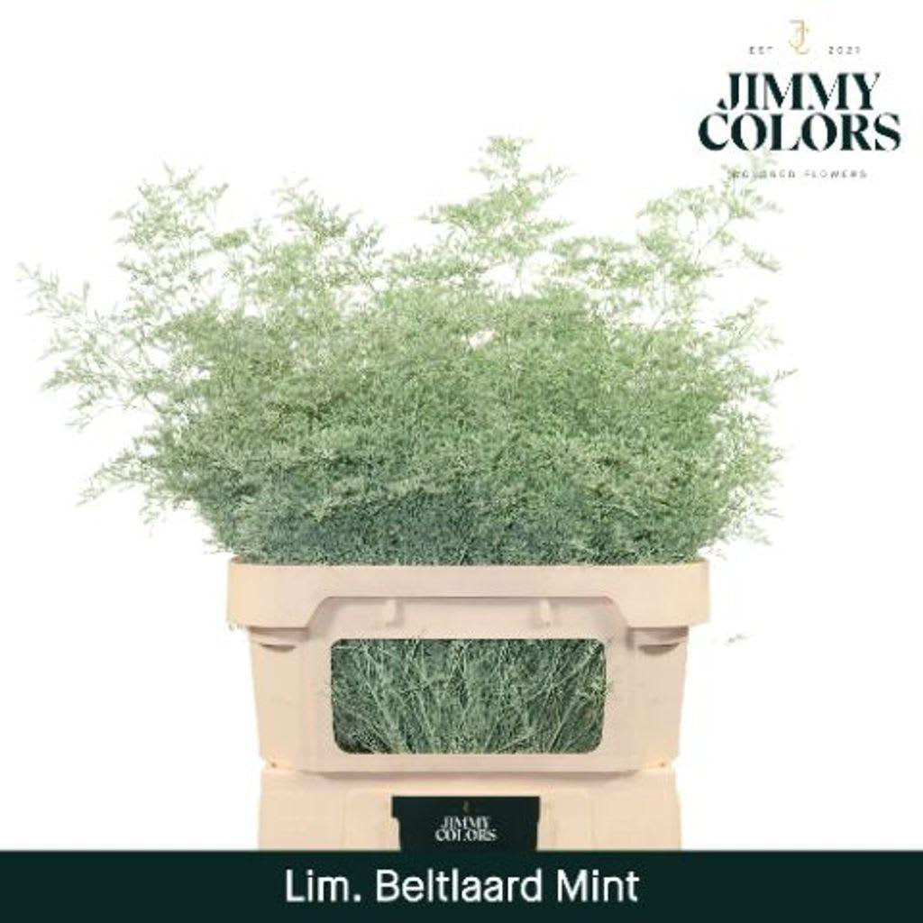 Срезанные цветы оптом Limonium beltlaard paint mint от 25шт из Голландии с доставкой по России