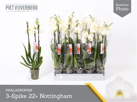 Горшечные цветы и растения оптом Phal An Nottingham 3 Branches 22+ от 10шт из Голландии с доставкой по России