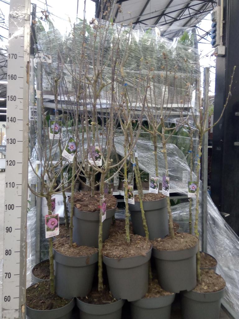 Горшечные цветы и растения оптом Hibiscus Syriacus от 1шт из Голландии с доставкой по России