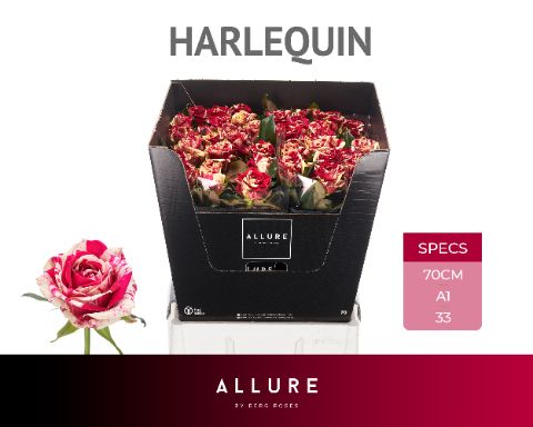 Срезанные цветы оптом Rosa large harlequin Allure от 50шт из Голландии с доставкой по России