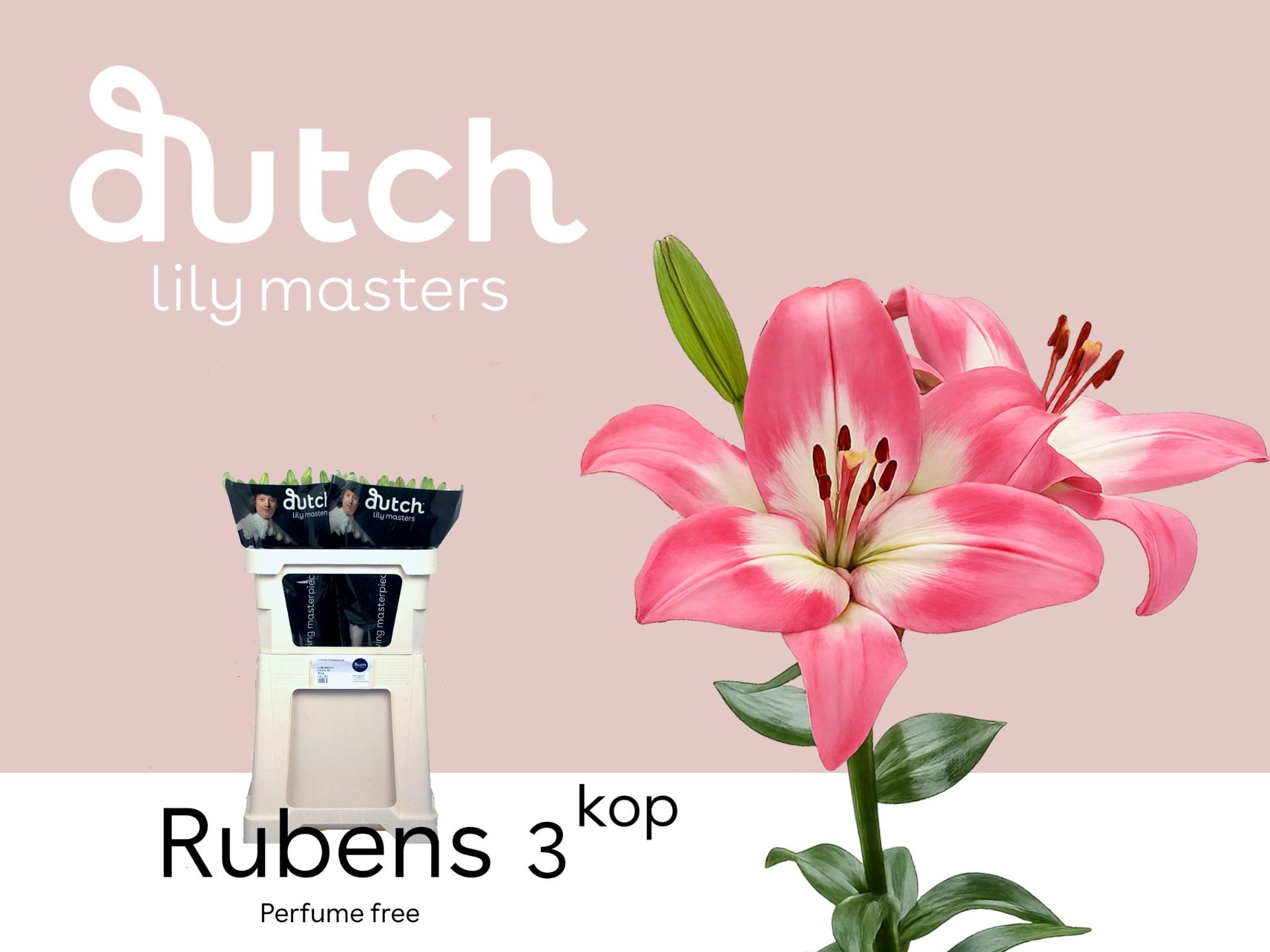 Срезанные цветы оптом Lilium la rubens от 50шт из Голландии с доставкой по России