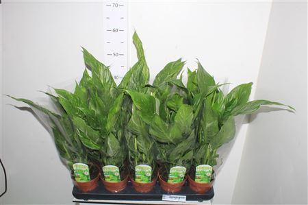 Горшечные цветы и растения оптом Spath Diamond Bontbladig от 10шт из Голландии с доставкой по России