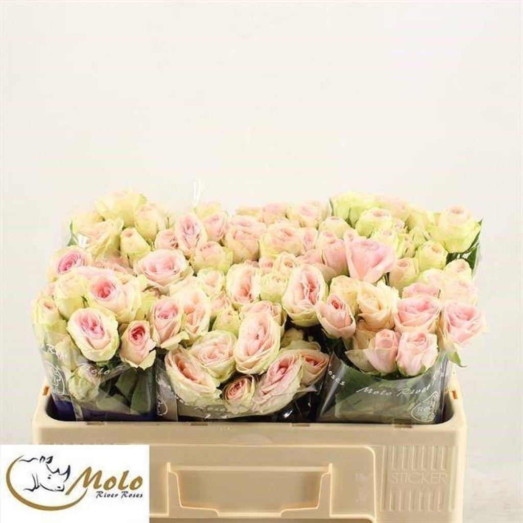 Срезанные цветы оптом Rosa spray rosa loves me inger kristine от 40шт из Голландии с доставкой по России